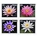 Water Lilies Book of 20 x Forever U.S. Postage Stamps USPS MNH