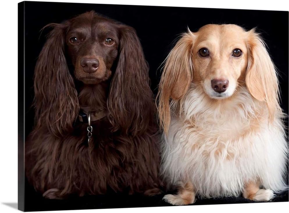 Amazon Com Greatbigcanvas Two Long Haired Miniature Dachshunds On
