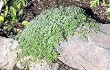 Woolly Thyme Plant - Great Groundcover Plant - Hardy - 3