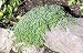 Woolly Thyme Plant - Great Groundcover Plant - Hardy - 3" Pot