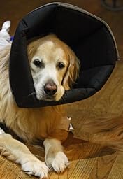 for dogs head to make how your cone a Comfy Recovery Tan Collar, : Collars Small, Amazon.com Cone PetE : Pet for dogs head to make how your cone a Comfy Recovery Tan Collar, : Collars Small, Amazon.com Cone PetE : Pet