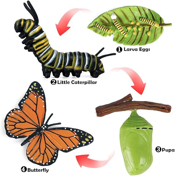Amazon N A 昆虫の成長サイクル 蝶の一生 チョウ 卵 幼虫 前蛹 羽化 おもちゃセット 子供 初期教育玩具 プレゼント 生態 採集 おもちゃ