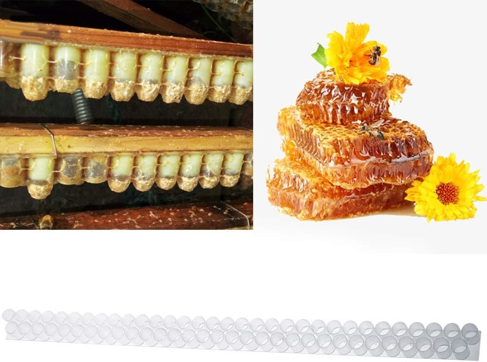 Barrettes De Cellules Dabeille Base En Bande De Barrette De Cellules Double En Plastique Queen Bee Pour Apiculture Avec 63 Coupelles De Cellules De Rein Separateurs Dabeilles Entretoise Dabeille Materiel Pour Apiculture