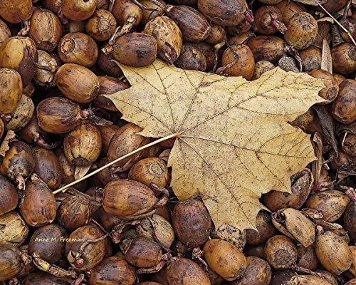 Acorns & Maple Leaf. A fine are photograph of a pile of brown acorns with a golden beige maple leaf fallen on top. Warm browns and tans.