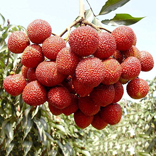 Taloyer 10pcs Fresh Lychee Litchi Seeds Sweet Delicious Bonsai Fruit Seeds