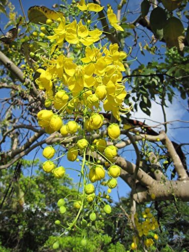 CSNCH 30 Cassia Fistula Seeds/Golden Shower Tree/Yellow Flower/Bactyrilobium Fistula