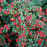 Cotoneaster horizontalis c.s. (Rock Spray Cotoneaster) Shrub Seeds, Aromatic Flowers, Stunning Autumn Display Colors, Seeds by MySeeds.Co, You Choose The Amount (1 oz)