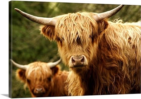 Amazon Jay Sturdevant プレミアムシックラップ キャンバス ウォールアート プリント ヨーロッパ イングランド ヨークシャー ハイランドキャトル 24 X 16 24 24x16 None ウォールステッカー オンライン通販