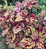 Combat Coleus Seeds 150 Seeds Upc 648620998132