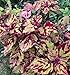 Combat Coleus Seeds 150 Seeds Upc 648620998132