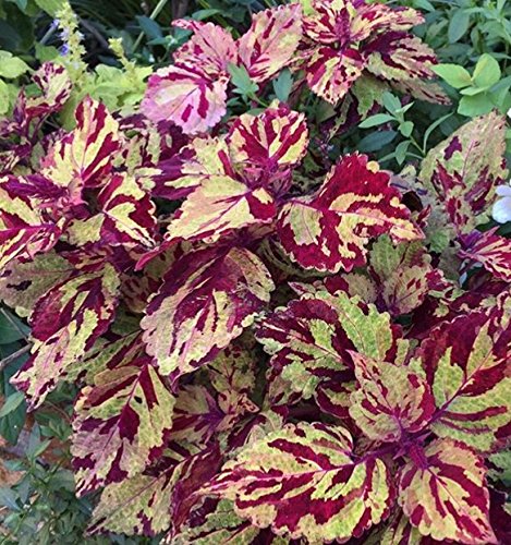 Combat Coleus Seeds 150 Seeds Upc 648620998132