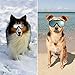 Dog Sunglasses, Dog Goggles for Medium and Large Dog Eye Protection with UV-Proof, Water Proof, Wind Proof, Shatter Proof, Scratch Proof, Adjustable, Lightweight, Breathable, Durable Nylon Material