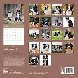 July 2025- December 2026 Border Collie Wall