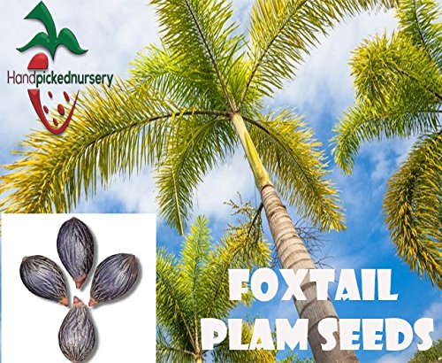 5 Foxtail Palm Seeds Wodyetia Bifurcata From Hand Picked Nursery |  Desertcart Aruba