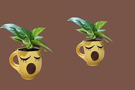 Keep Calm Pothos - Money Plant (Pack of 2)