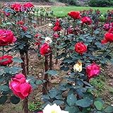 Mini bäume winterhart Mini bäume winterhart