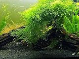 Aquatic Arts Java Moss (Large 25 Square Inch Portion) Freshwater Aquarium Plants | Java Moss Live Plant for Aquarium | Aquarium Plants Live | Pairs Well with Marimo Moss Balls in Planted Aquarium