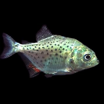 Amazon ピラニアナッテリー 約1 5 4cm 1匹 生体 観賞魚