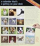 Image de Dog Page-A-Day Gallery Calendar 2016