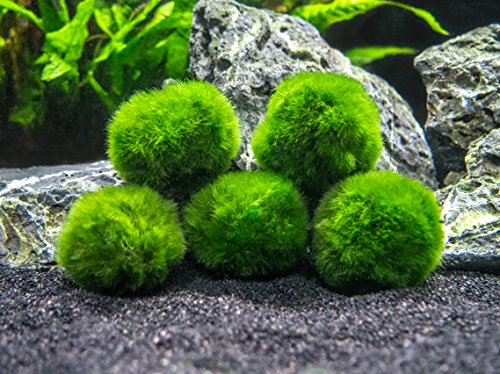 10 Marimo Moss Balls Aquarium Ball Set, 1 Inch Each