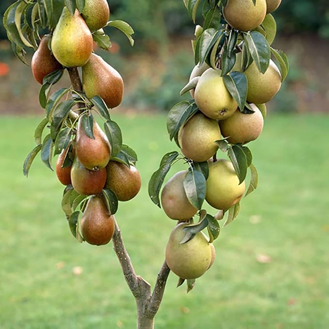 YouGarden Pear Duo Fruit Tree, Green Amazon.co.uk Garden & Outdoors