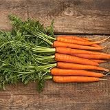 David's Garden Seeds Carrot Scarlet Nantes 1165