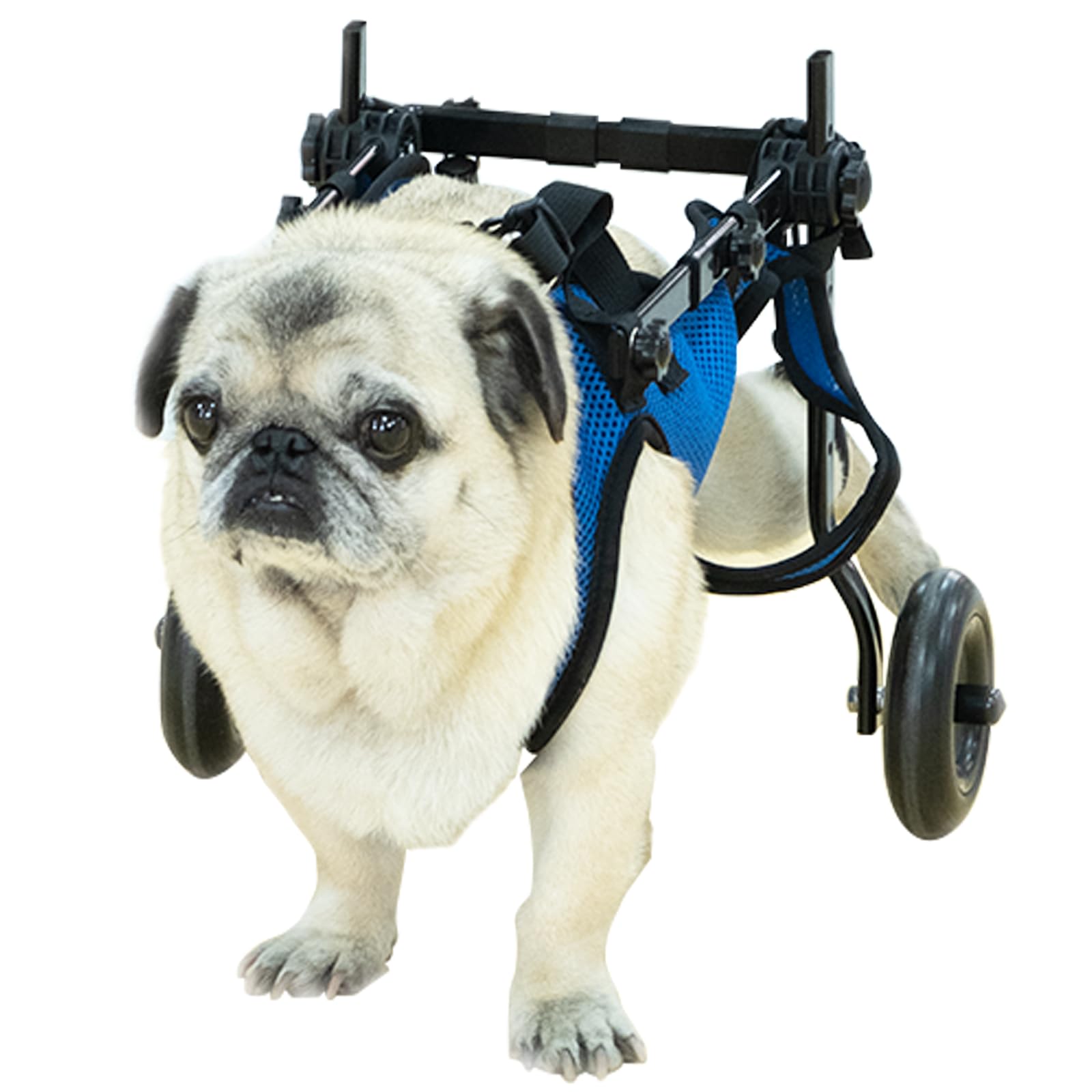Photo 1 of Pet Wheelchair Disabled Hind Legs Walking-Dog Leg Brace and Hip Support?Dog Wheelchair for Back Legs?Adjustable Pet Cart?Assist a paralyzed pet get Back on its feet?Support Leg Brace and Hip (Medium)