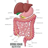 Laminated Digestive System Poster Internal Human Illustration Human Anatomy Educational Chart Poster Dry Erase Wall Art 16x24