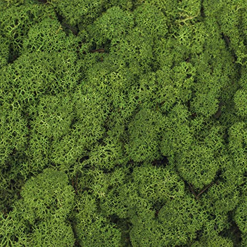 1 Kiste Echtes Moos - Natur Dekomoos zum basteln in verschiedenen frischen Sorten - DIY - Islandmoos, Plattenmoos, Bollenmoos, Hügelmoos Sphagnum Moos (1 x Island Moos grün) – Bild 3