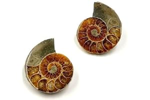 FABRVOG Authentic Ammonite Fossils with Collection Box & Magnifier, 2 pcs, Diameter 2-3cm