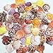 PEPPERLONELY 50 PC Pecten Colorful Scallop Sea Shells, 1-3/4 Inch ~ 2-1/2 Inch