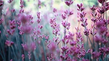 Amazon 希少な0本中国新疆ラベンダー種子5種花バニラ種子盆栽鉢植え種子3 花