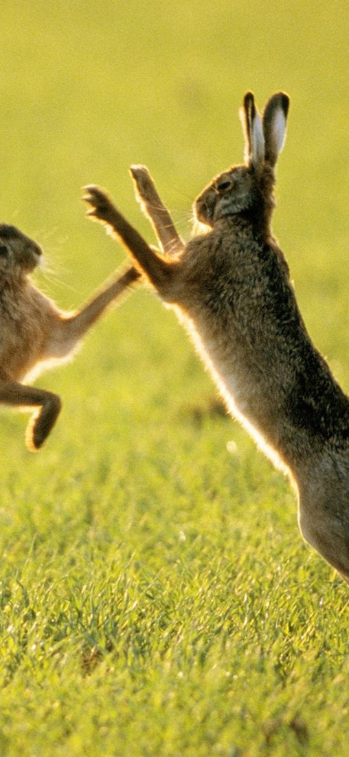 PeelitStickit Two Rabbit, Animal Wall Murals ID-016, vinyl