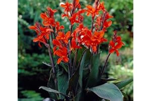 CZ GRAIN Black Knight Canna Lily Bulbs for Planting - Tropical Goth Canna (3 Bulbs)