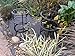Clever Gardener Vertical Black Plant Cage, 18