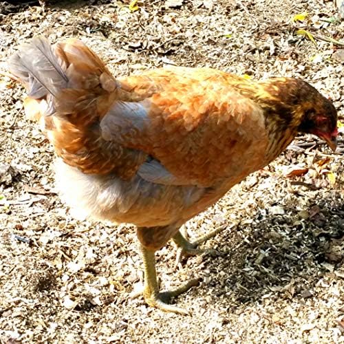 Phoenix Farms 6- Brown & Green Heritage Breed Chicken Hatching Eggs