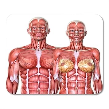 32 Female Torso Anatomy Diagram - Wiring Diagram Database