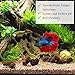 SunGrow Alder Cones for Shrimps, Water Conditioner for Freshwater Shrimp Tanks, Aquarium Decorations & Accessories (50 Pcs)