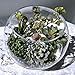 Supla 6 Assorted Fake Succulents Plants Picks Textured Artificial Succulents Unpotted Pick Succulent Stems Fake Succulent Bouquet String of Pearls Succulent Faux Succulent Floral Wall Art