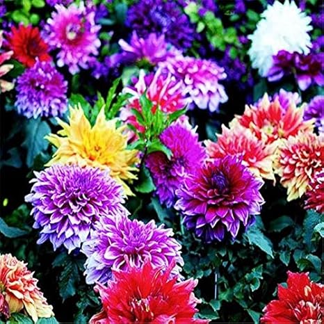 Amazon Co Jp 推進100個の種子ブルーダリア種子美しい庭園ダリアピンナータ盆栽植物の花の種子多年生 イエロー ホーム キッチン