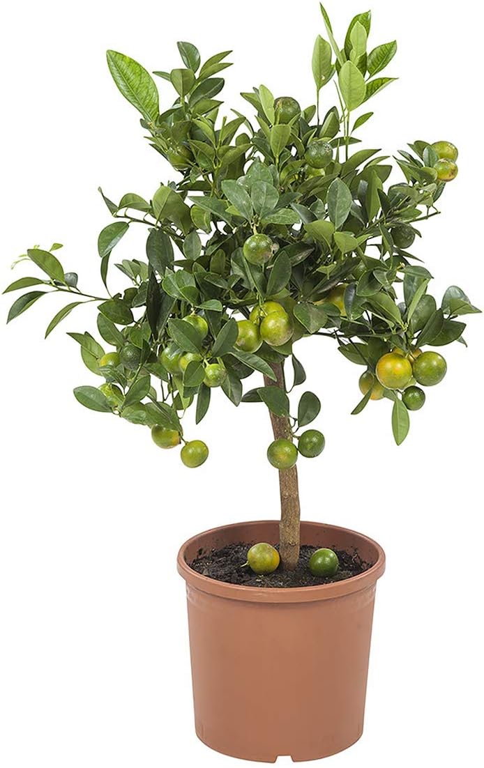 Planta de fruta de Botanicly – Naranja Calamondín – Altura: 75 cm ...
