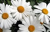 Non GMO Bulk Shasta Daisy Flower Seeds