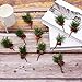Sunm Boutique Artificial Pine Picks Artificial Plants Small Pine Picks for Christmas Flower Arrangements Wreaths and Holiday Decorations