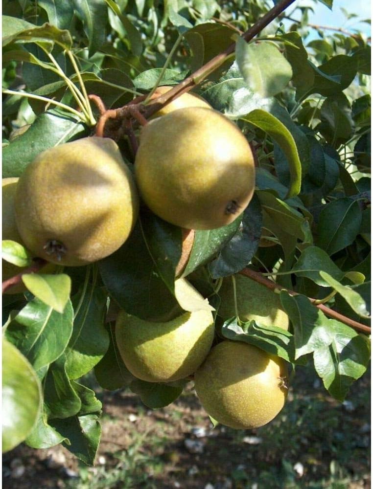 3 Hendre Huffcapp Pear Scion Cuttings for Grafting Plant #M2