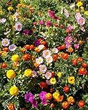 Sunburst Border Flower Mix Grow Beautiful Garden Flowers. Pre-seeded 17