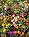 Sunburst Border Flower Mix - Grow Beautiful Garden Flowers. Includes: (1) Pre-seeded 17" x 5' Flower Seed Mat. Simply Roll out, plant and grow. Instant garden mat for flowering bushes. SEEDS OF: Rocket Candytuft, Dwarf Calendula, French Marigold, Dwarf Sweet Alyssum, and more.