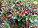 Ornamental Hot Chili Dwarf Pepper Mix Seeds Masquerade Rare up to 30 Seeds
