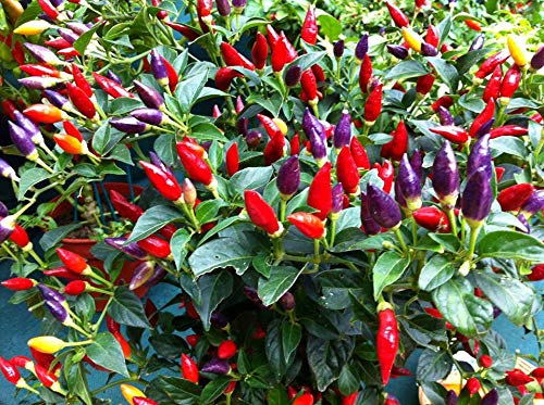 Ornamental Hot Chili Dwarf Pepper Mix Seeds Masquerade Rare up to 30 Seeds Ornamental Hot Chili Dwarf Pepper Mix Seeds Masquerade Rare up to 30 Seeds