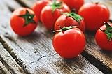 Little Red Riding Red Micro Dwarf Patio Cherry