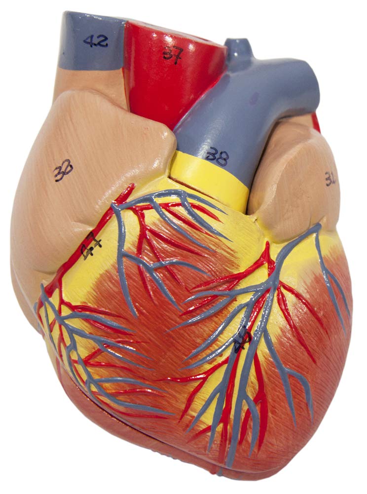 Axis Scientific 3/4 Life-Size Human Lung and Respiratory System Model - 7 Removable Parts Includes 2-Part Heart, Detachable Larynx, and Full Color Product Manual